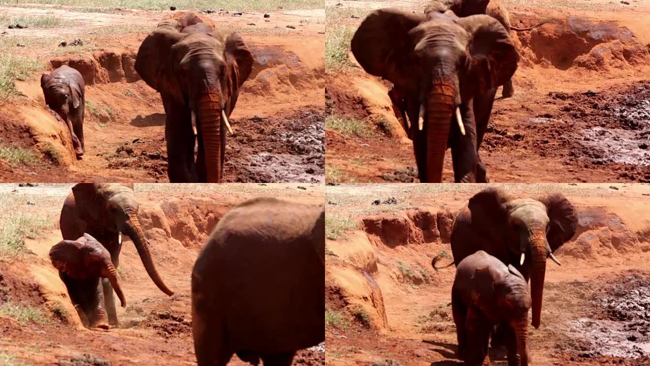 萨沃东非红象