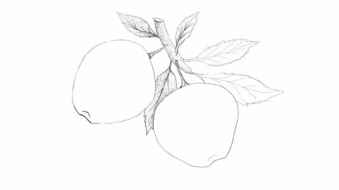 苹果水果视频剪辑手绘