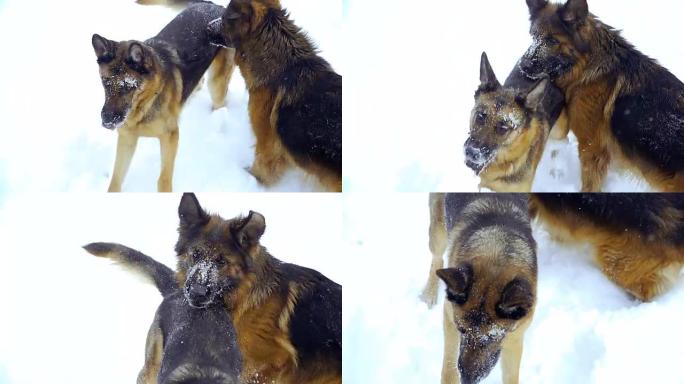 牧羊犬。牧羊犬在雪地里奔跑