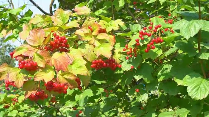 荚膜的多汁成熟浆果生长在灌木丛的树枝上。夏天阳光明媚的日子。有机农产品。全高清