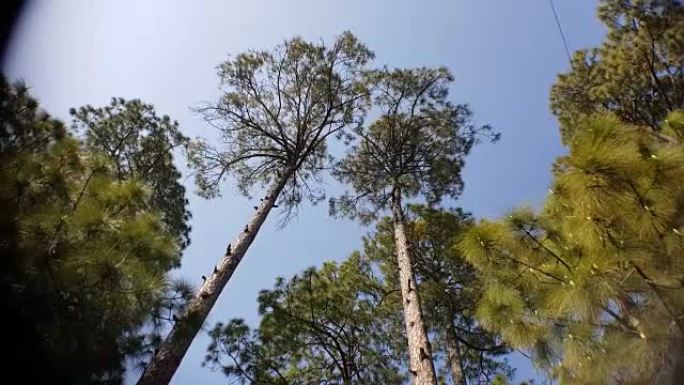 北阿坎德邦新特赫里附近的树线