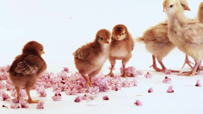 一群小鸡的樱花花瓣慢慢落在他们身上
