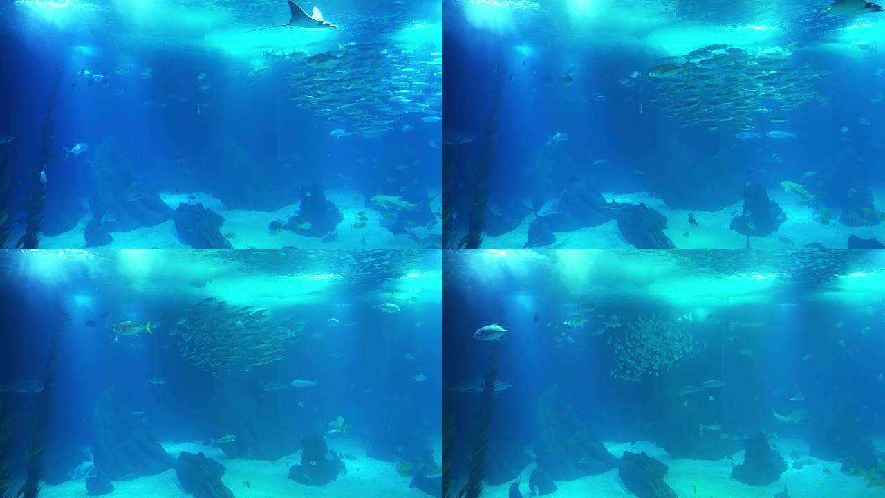 珊瑚礁的水下生活。鲨鱼、射线和其他鱼类。大型水族馆。