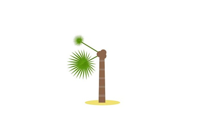 动画棕榈树/热带植物，孤立在透明背景为您的网站，网页横幅或演示文稿，现代平面设计概念风格。全高清。