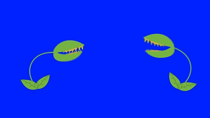 卡通2金星捕蝇器在蓝屏背景上战斗