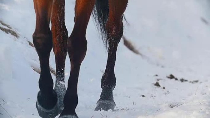 马术运动-在雪域中疾驰的马蹄