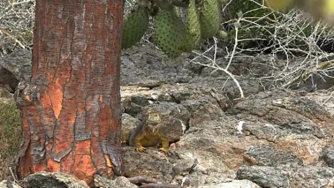 缓慢放大加拉帕戈斯群岛的鬣蜥和仙人掌树的镜头