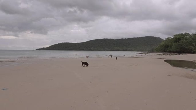 流浪狗在乌云天空下的沙滩上行走