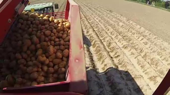 卡车在土豆地里收集土豆