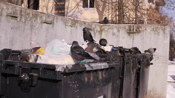 鸟儿在城市垃圾场挖垃圾桶，寻找食物打开垃圾袋。全球污染与消费社会的概念。全高清FHD 3840 21