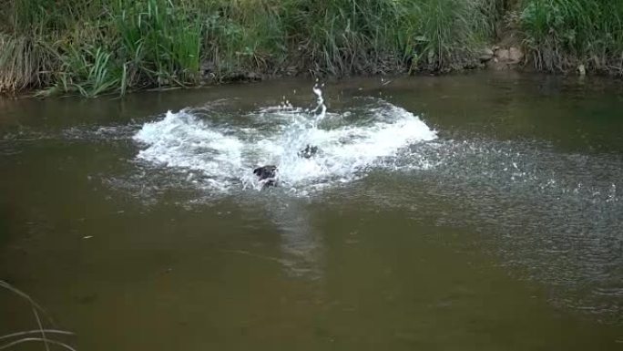 狗跳到水里。慢动作游泳。
