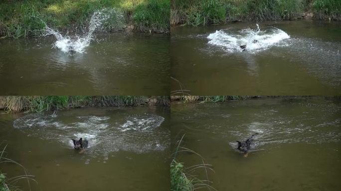 狗跳到水里。慢动作游泳。