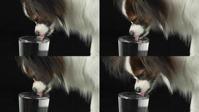 美丽的年轻公狗大陆玩具西班牙猎犬Papillon从玻璃上喝干净的水黑色背景慢动作素材视频