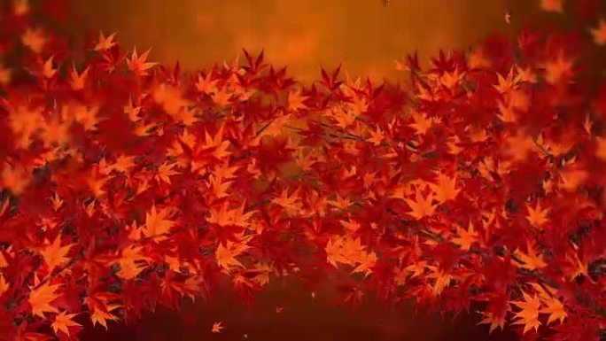 秋叶枫树，树枝，美丽自然的秋天景象，
