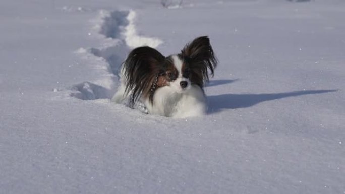 Papillon狗在冬季公园慢动作视频中勇敢地穿越雪地