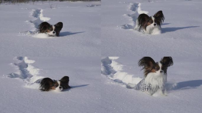 Papillon狗在冬季公园慢动作视频中勇敢地穿越雪地