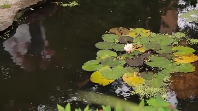 沼泽里美丽的花朵和树叶。沼泽莲花。湖里有花和叶。植物漂浮的绿色沼泽。荷花与黄色的花粉和绿色的叶子在池