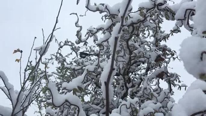 鸟儿在冬天的风中摇曳地穿过积雪覆盖的树枝