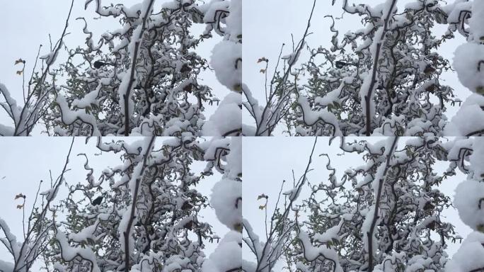 鸟儿在冬天的风中摇曳地穿过积雪覆盖的树枝