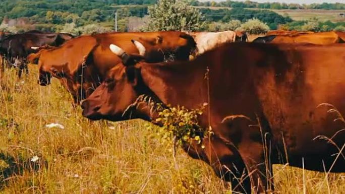 牧场放牧的农场牛。在田间放牧。奶牛吃草。奶牛吃草。