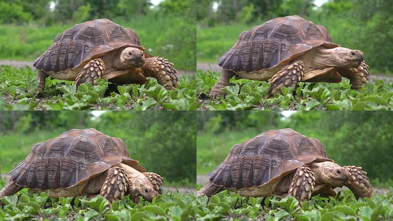 苏卡塔乌龟在草地上行走和放牧