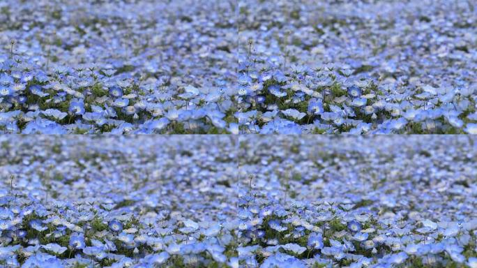 封闭的Nemophila (婴儿蓝眼睛) 花背景