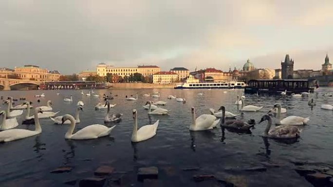 伏尔塔瓦河上的天鹅，布拉格的天鹅，全景，广角，布拉格横跨伏尔塔瓦河的老城和查理大桥的景色