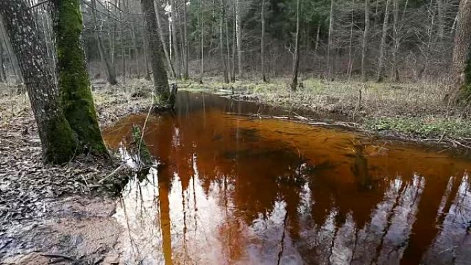 森林里的河水流动。池塘的湿地