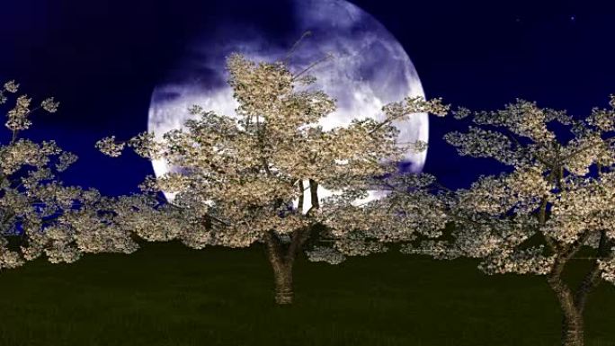 Cherry Trees Against Big Moon