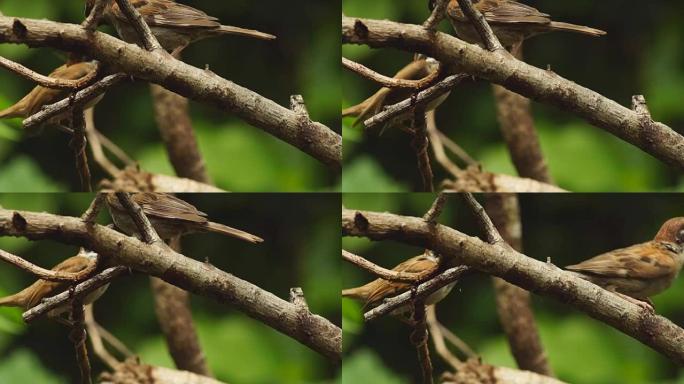 菲律宾玛雅人或欧亚树麻雀或通过人montanus perch on twig