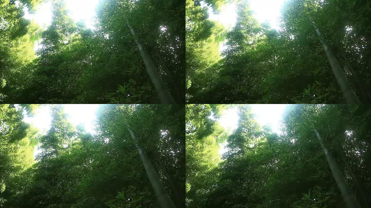 竹林公园的竹林宽射低角度温和风