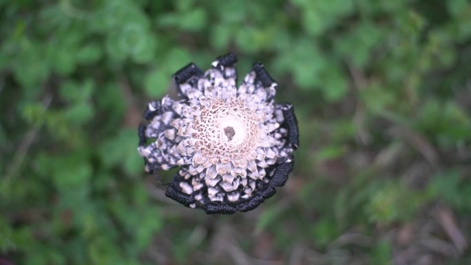 小清新野生菌野蘑菇毒蘑菇清新空镜头