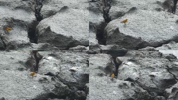 黄色莺在加拉帕戈斯岛的某个广场上觅食