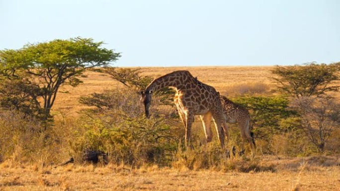 长颈鹿在马赛马拉国家保护区吃树叶，抵御晴朗的天空