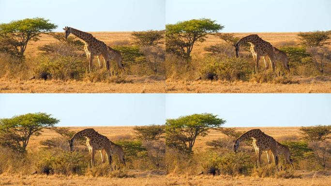 长颈鹿在马赛马拉国家保护区吃树叶，抵御晴朗的天空