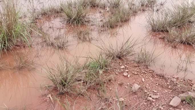 沼泽地雨水雨后积水湿地草地泥巴水潭温地