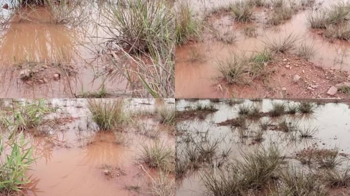 沼泽地雨水雨后积水湿地草地泥巴水潭温地