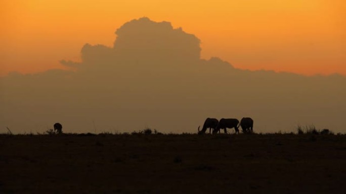 羚羊在马赛马拉平原上吃草，天空多云。羚羊的晚餐
