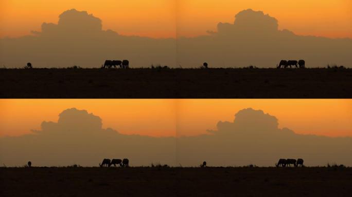 羚羊在马赛马拉平原上吃草，天空多云。羚羊的晚餐