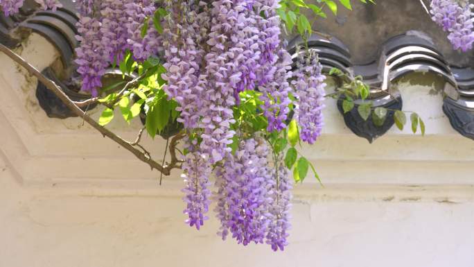 老墙开新花，房檐，屋檐，紫藤花