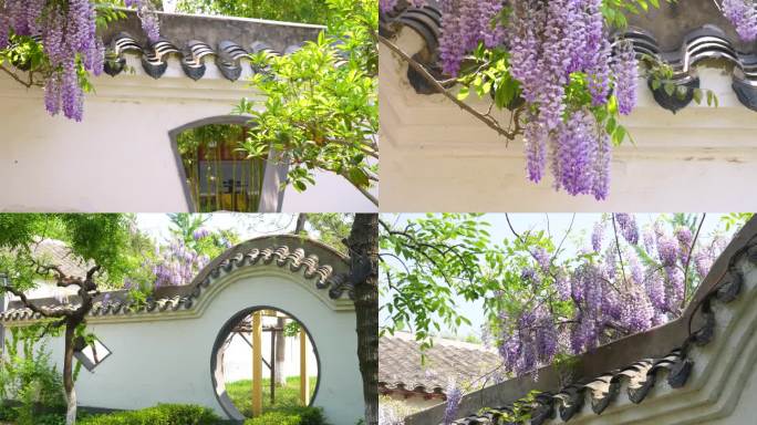 老墙开新花，房檐，屋檐，紫藤花