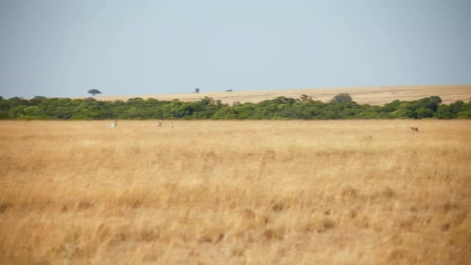 慢动作野生非洲猎豹在草地上追逐黑斑羚。猎豹猎杀黑斑羚。