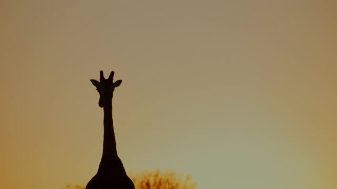 剪影长颈鹿在日出的天空中行走