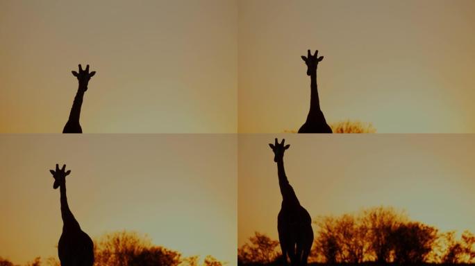 剪影长颈鹿在日出的天空中行走