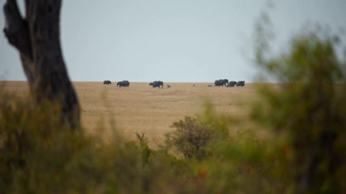 在马赛马拉国家保护区的大草原上听到大象的远景