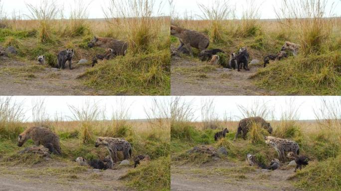 鬣狗/鬣狗日托。鬣狗和幼崽在野生动物保护区的草原上行走