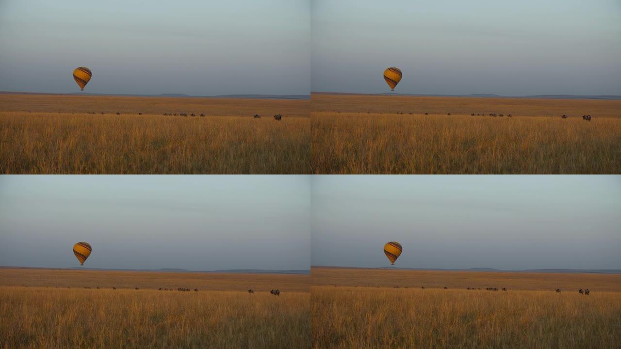 宁静的场景草原上有牛羚和热气球
