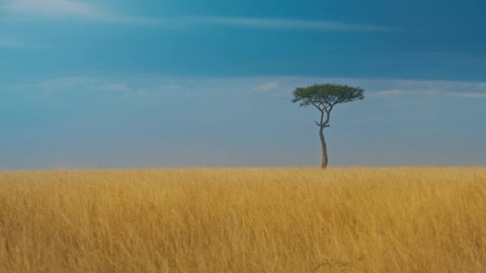 马赛马拉国家保护区的一棵金合欢树