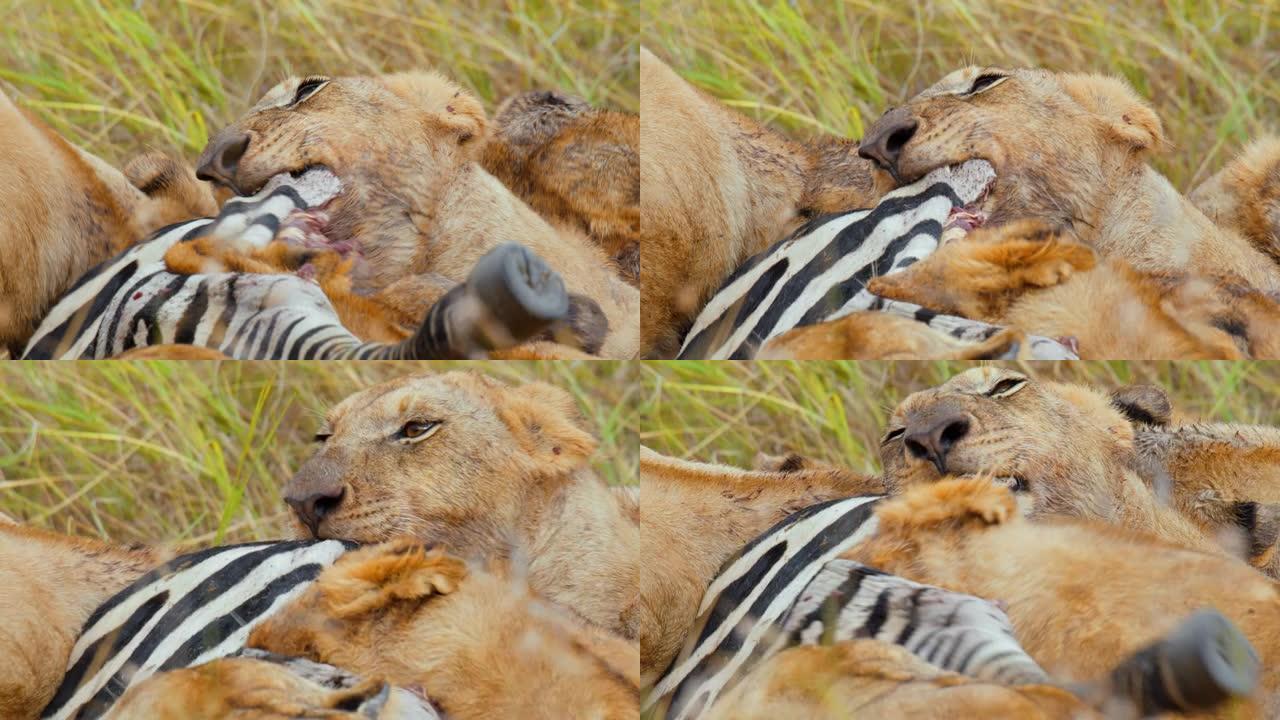 狮子在野生动物保护区的草地上吃刚杀死的斑马。动物吃。狮子在吃斑马。
