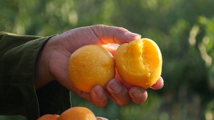 蒙阴黄金油桃